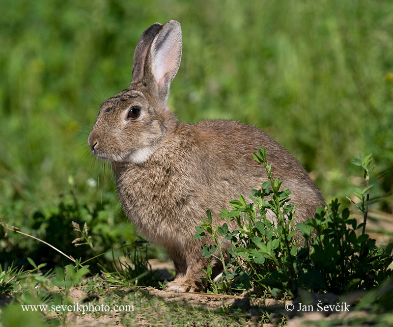 Photo of králík divoký Oryctolagus cuniculus Common Rabbit Wildkaninchen